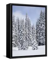 Snow-Covered Fir Trees, Mount Rainier National Park, Washington, Usa-Jamie & Judy Wild-Framed Stretched Canvas