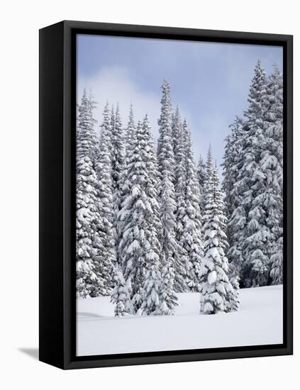Snow-Covered Fir Trees, Mount Rainier National Park, Washington, Usa-Jamie & Judy Wild-Framed Stretched Canvas