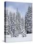 Snow-Covered Fir Trees, Mount Rainier National Park, Washington, Usa-Jamie & Judy Wild-Stretched Canvas