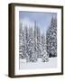 Snow-Covered Fir Trees, Mount Rainier National Park, Washington, Usa-Jamie & Judy Wild-Framed Photographic Print