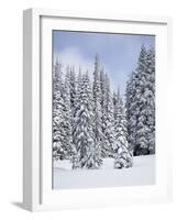 Snow-Covered Fir Trees, Mount Rainier National Park, Washington, Usa-Jamie & Judy Wild-Framed Photographic Print