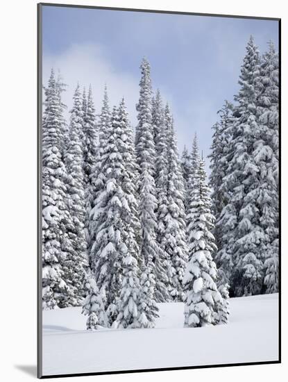 Snow-Covered Fir Trees, Mount Rainier National Park, Washington, Usa-Jamie & Judy Wild-Mounted Photographic Print