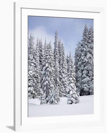 Snow-Covered Fir Trees, Mount Rainier National Park, Washington, Usa-Jamie & Judy Wild-Framed Photographic Print
