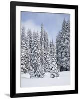 Snow-Covered Fir Trees, Mount Rainier National Park, Washington, Usa-Jamie & Judy Wild-Framed Photographic Print