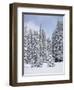 Snow-Covered Fir Trees, Mount Rainier National Park, Washington, Usa-Jamie & Judy Wild-Framed Photographic Print