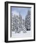 Snow-Covered Fir Trees, Mount Rainier National Park, Washington, Usa-Jamie & Judy Wild-Framed Photographic Print