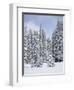 Snow-Covered Fir Trees, Mount Rainier National Park, Washington, Usa-Jamie & Judy Wild-Framed Photographic Print