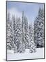 Snow-Covered Fir Trees, Mount Rainier National Park, Washington, Usa-Jamie & Judy Wild-Mounted Photographic Print