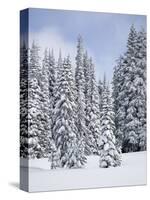 Snow-Covered Fir Trees, Mount Rainier National Park, Washington, Usa-Jamie & Judy Wild-Stretched Canvas