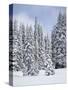 Snow-Covered Fir Trees, Mount Rainier National Park, Washington, Usa-Jamie & Judy Wild-Stretched Canvas