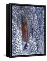 Snow Covered Forest, Sequia Kings Canyon National Park, California-Greg Probst-Framed Stretched Canvas