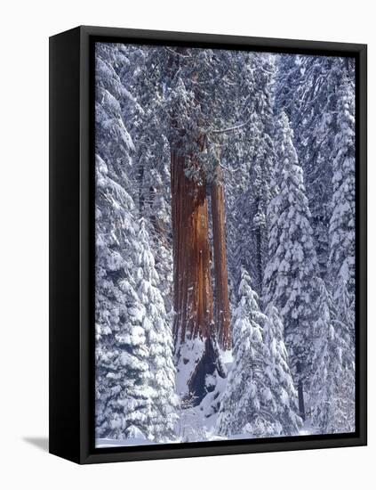 Snow Covered Forest, Sequia Kings Canyon National Park, California-Greg Probst-Framed Stretched Canvas