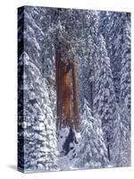 Snow Covered Forest, Sequia Kings Canyon National Park, California-Greg Probst-Stretched Canvas
