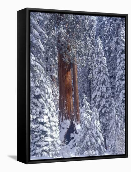 Snow Covered Forest, Sequia Kings Canyon National Park, California-Greg Probst-Framed Stretched Canvas