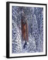 Snow Covered Forest, Sequia Kings Canyon National Park, California-Greg Probst-Framed Premium Photographic Print