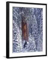 Snow Covered Forest, Sequia Kings Canyon National Park, California-Greg Probst-Framed Premium Photographic Print