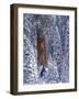 Snow Covered Forest, Sequia Kings Canyon National Park, California-Greg Probst-Framed Photographic Print