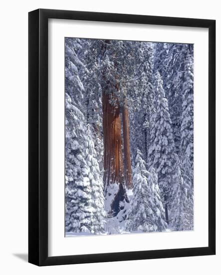 Snow Covered Forest, Sequia Kings Canyon National Park, California-Greg Probst-Framed Photographic Print