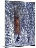 Snow Covered Forest, Sequia Kings Canyon National Park, California-Greg Probst-Mounted Photographic Print