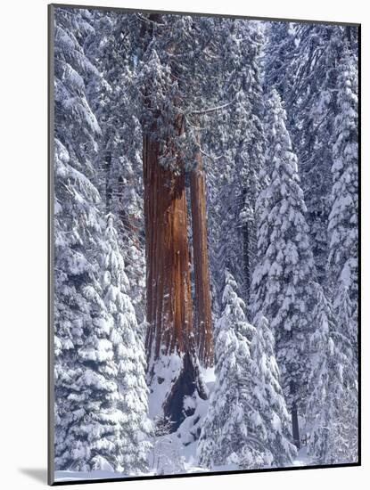Snow Covered Forest, Sequia Kings Canyon National Park, California-Greg Probst-Mounted Photographic Print