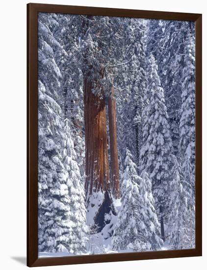 Snow Covered Forest, Sequia Kings Canyon National Park, California-Greg Probst-Framed Photographic Print