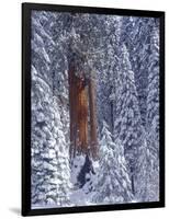 Snow Covered Forest, Sequia Kings Canyon National Park, California-Greg Probst-Framed Photographic Print