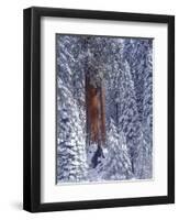 Snow Covered Forest, Sequia Kings Canyon National Park, California-Greg Probst-Framed Photographic Print