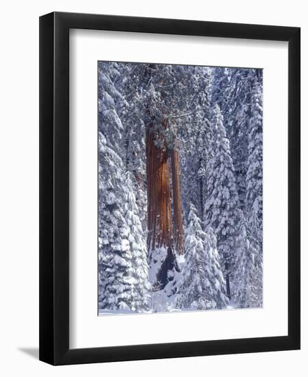 Snow Covered Forest, Sequia Kings Canyon National Park, California-Greg Probst-Framed Photographic Print