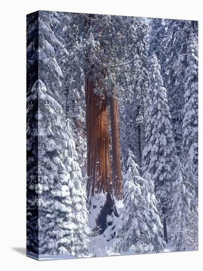 Snow Covered Forest, Sequia Kings Canyon National Park, California-Greg Probst-Stretched Canvas