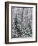 Snow-covered forest, Wisconsin, USA.-Panoramic Images-Framed Photographic Print