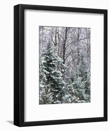 Snow-covered forest, Wisconsin, USA.-Panoramic Images-Framed Photographic Print