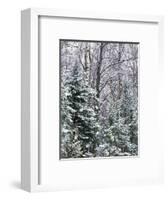 Snow-covered forest, Wisconsin, USA.-Panoramic Images-Framed Photographic Print