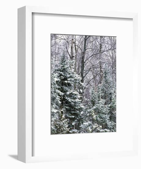 Snow-covered forest, Wisconsin, USA.-Panoramic Images-Framed Photographic Print