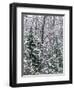 Snow-covered forest, Wisconsin, USA.-Panoramic Images-Framed Photographic Print