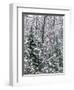 Snow-covered forest, Wisconsin, USA.-Panoramic Images-Framed Photographic Print