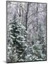 Snow-covered forest, Wisconsin, USA.-Panoramic Images-Mounted Photographic Print