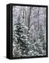 Snow-covered forest, Wisconsin, USA.-Panoramic Images-Framed Stretched Canvas