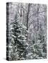 Snow-covered forest, Wisconsin, USA.-Panoramic Images-Stretched Canvas