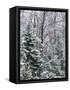 Snow-covered forest, Wisconsin, USA.-Panoramic Images-Framed Stretched Canvas