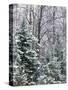 Snow-covered forest, Wisconsin, USA.-Panoramic Images-Stretched Canvas