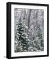Snow-covered forest, Wisconsin, USA.-Panoramic Images-Framed Photographic Print