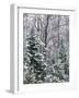 Snow-covered forest, Wisconsin, USA.-Panoramic Images-Framed Photographic Print