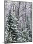 Snow-covered forest, Wisconsin, USA.-Panoramic Images-Mounted Photographic Print