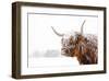 Snow Covered Highland Cow-Krista Mosakowski-Framed Giclee Print