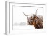 Snow Covered Highland Cow-Krista Mosakowski-Framed Giclee Print