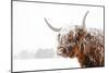 Snow Covered Highland Cow-Krista Mosakowski-Mounted Giclee Print