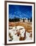 Snow covered landscape, Timberline Lodge, Mt Hood National Forest, Clackamas County, Oregon, USA-null-Framed Photographic Print