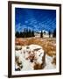 Snow covered landscape, Timberline Lodge, Mt Hood National Forest, Clackamas County, Oregon, USA-null-Framed Photographic Print