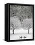 Snow covered landscape-Scott Barrow-Framed Stretched Canvas