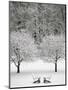 Snow covered landscape-Scott Barrow-Mounted Photographic Print